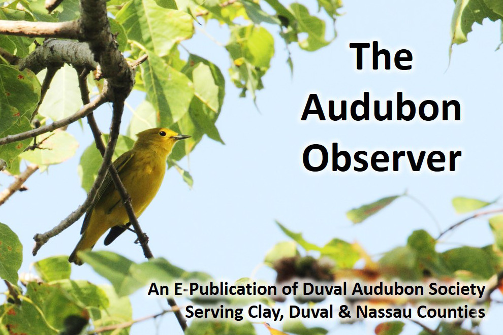 Audubon Observer Banner