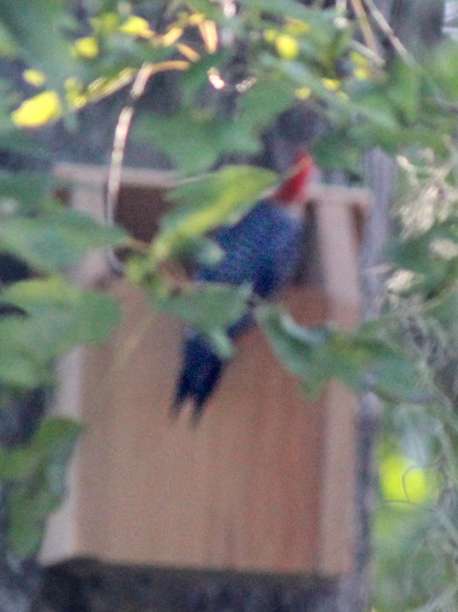 202106 Red bellied Woodpecker at nest box 20200723 by Carolyn Antman