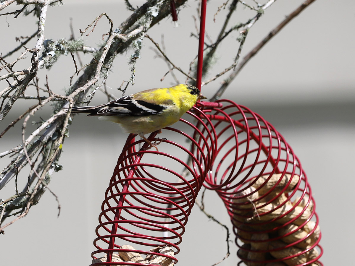 American Goldfinch by Paul Grybb 202101 IMG 9958