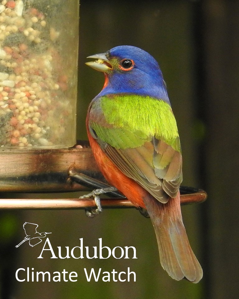 Audubon Climate Watch 2024