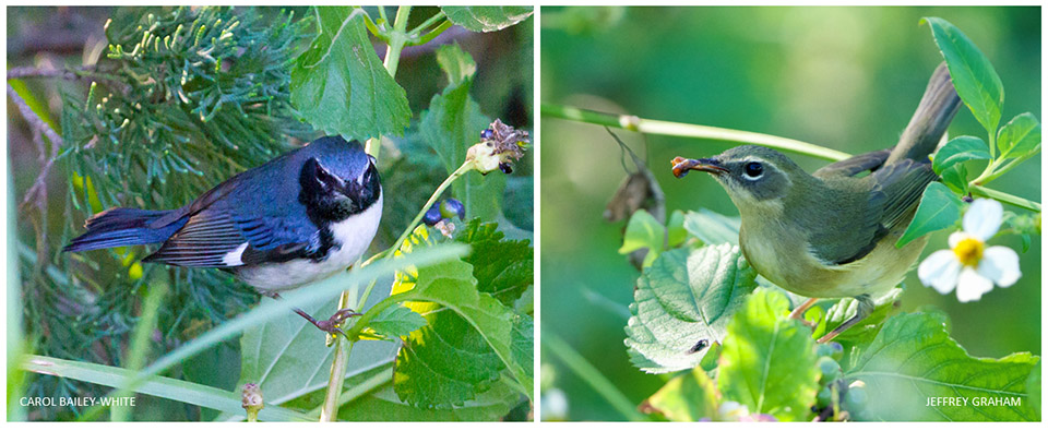 Black throated Blue Warbler Male and Female