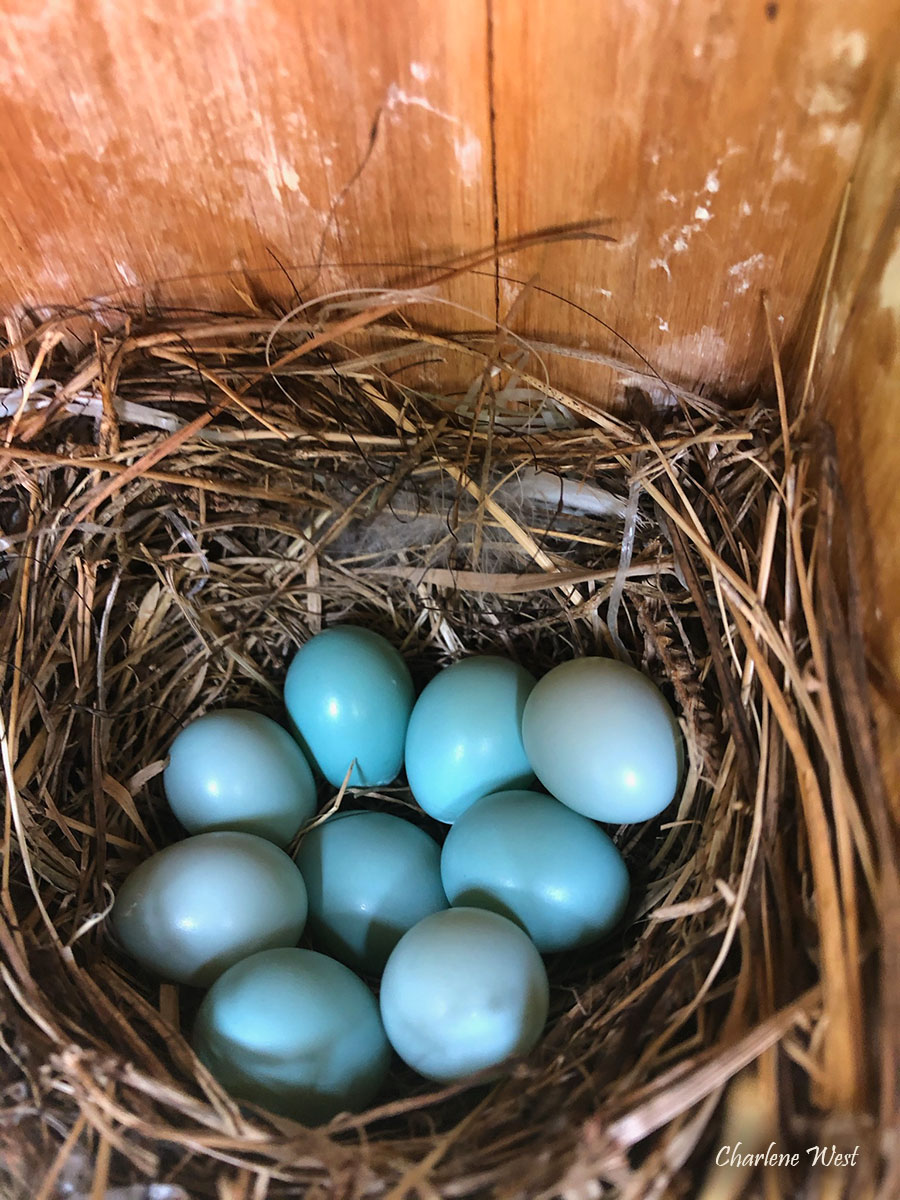 Photo of Eastern Bluebird eggs by Charlene West May 2020