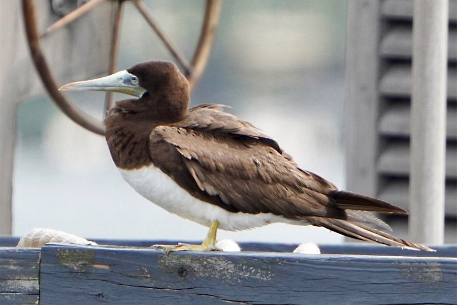 Brown Booby by Jeff Graham