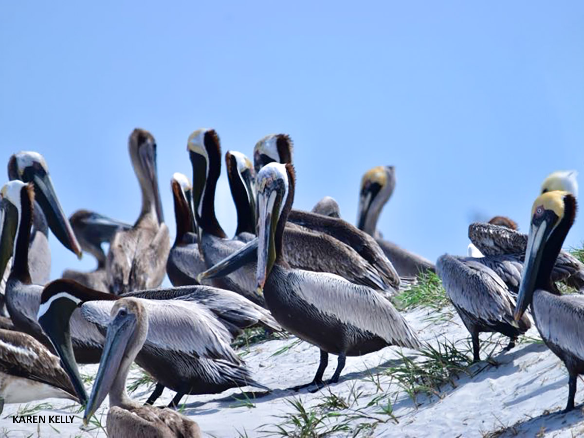 Brown Pelicans Huguenot MP by Karen Kelly 4x3