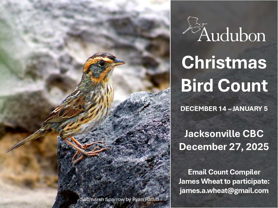 Promo image for Audubon Christmas Bird Count 2025 featuring photo of Saltmarsh Sparrow by Ryan Ratliff CBC 2025 with Saltmarsh Sparrow by Ryan Ratliff