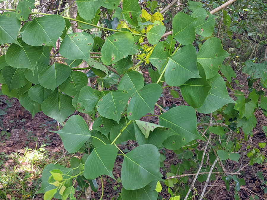 Chinese tallow tree