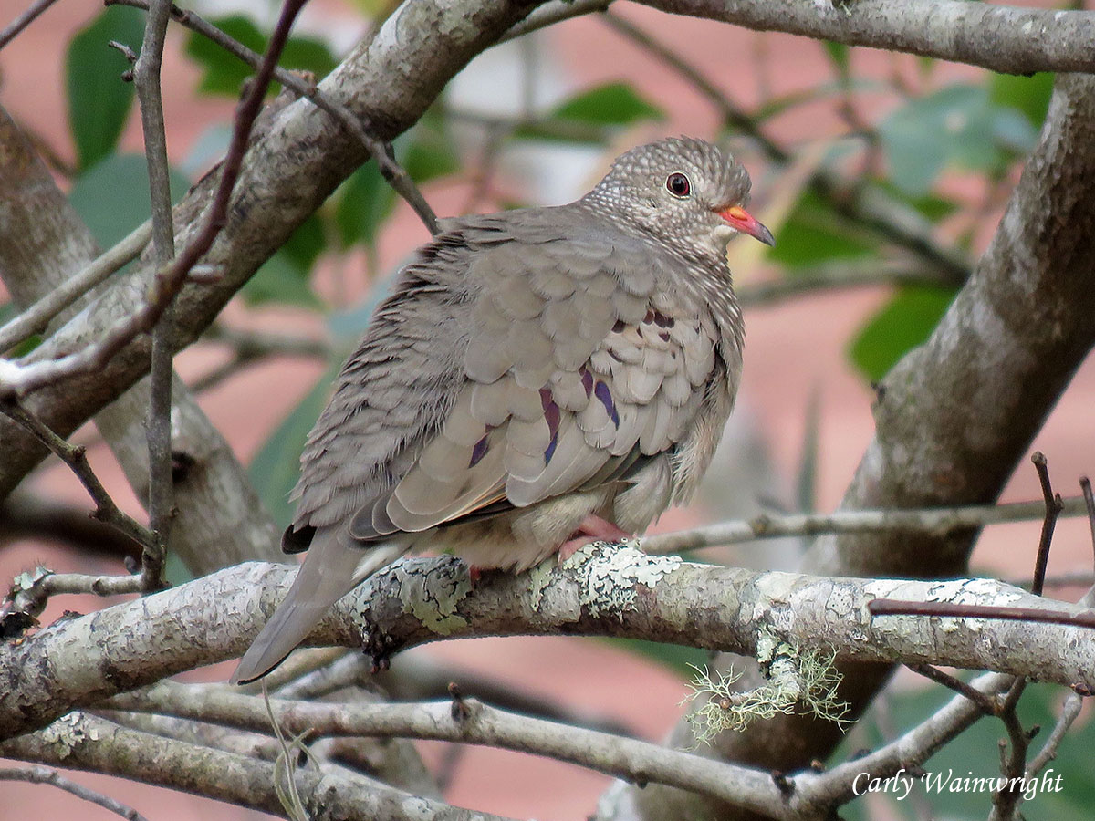 Common Ground Dove Penny Farms 20191221 CarlyW