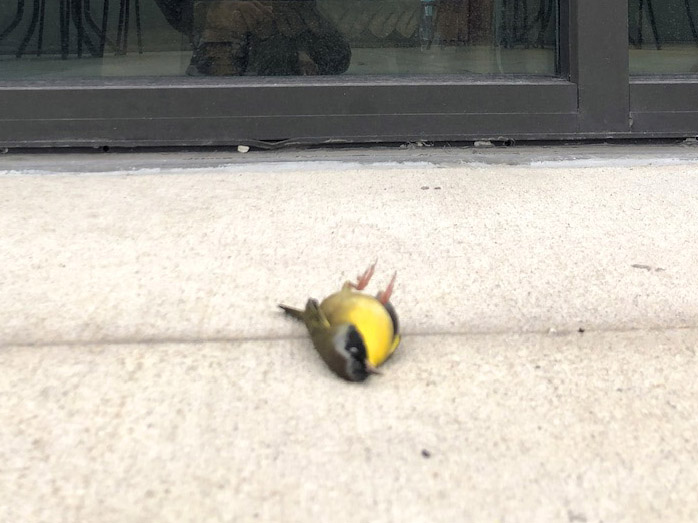 Common Yellowthroat killed by window collision 202309