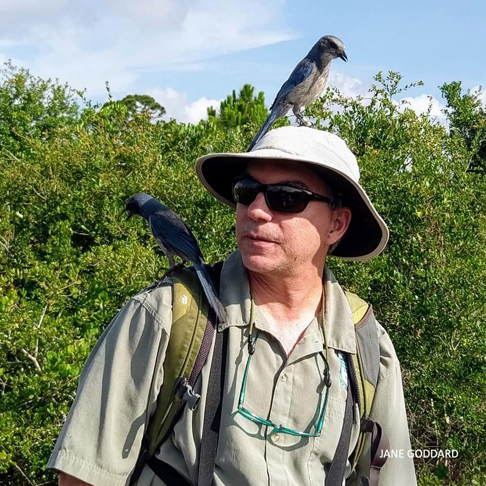 Florida Scrub Jays perched on Mike Knights head watermark Jane Goddard 201906
