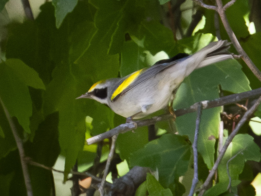 Golden winged Warbler by Carol Bailey White