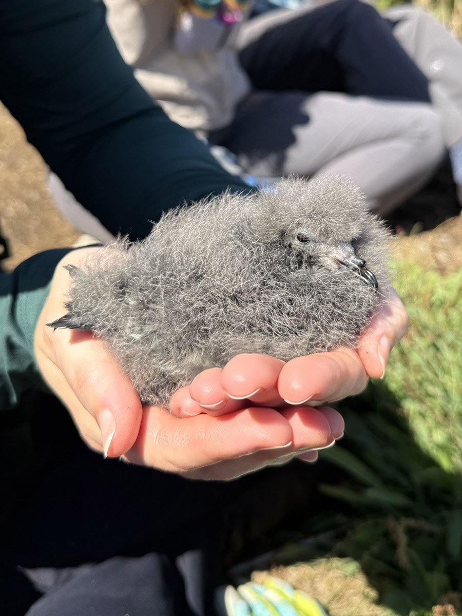 Hog Island Leachs Storm Petrel Kate Zeray 202509