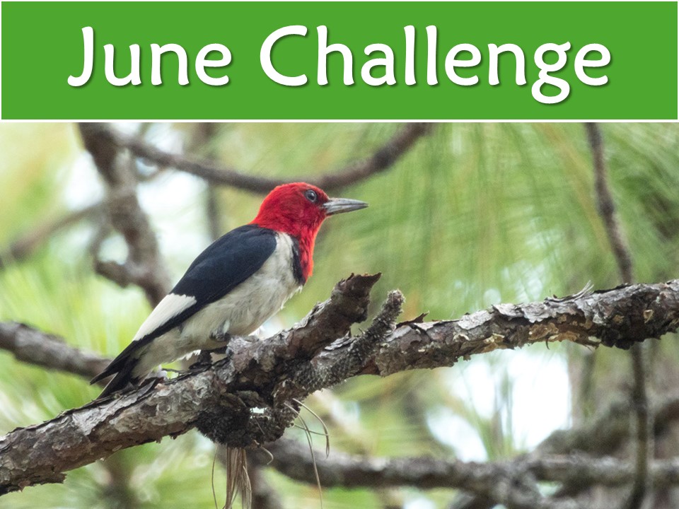 June Challenge 2025