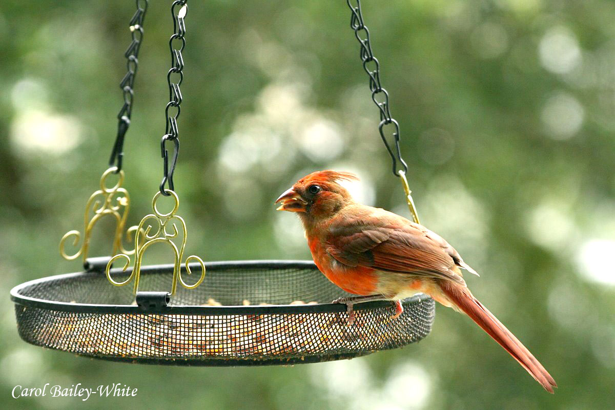 Northern Cardinal on feeder watermark CBW 201206