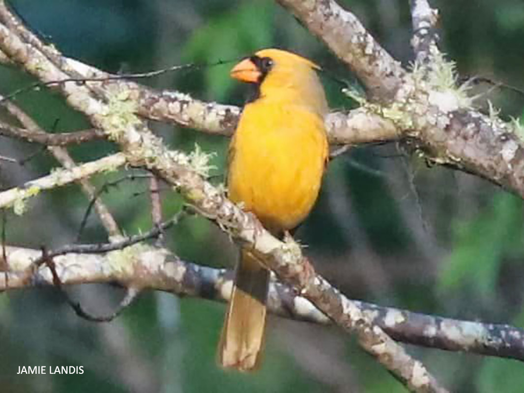 Northern Cardinal yellow in Gainesville 20220315 watermark Jamie Landis