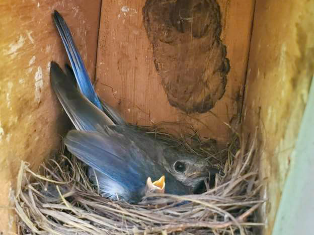 Northside Bluebird Trail Parent with Nestling 202007