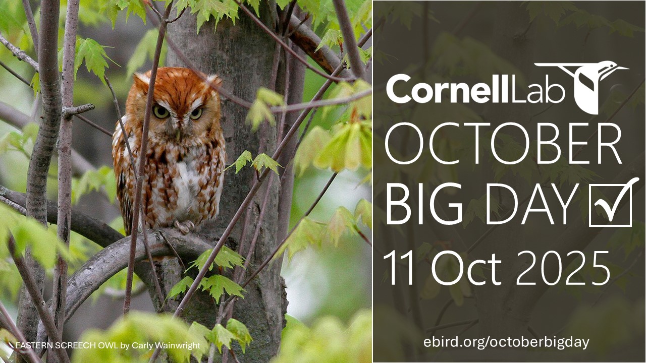 October Big Day 2025