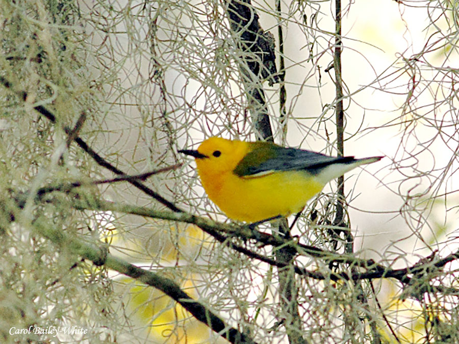 Prothonotary Warbler by Carol Bailey-White