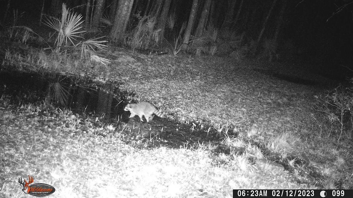 Raccoon Crosby Trail Cam 20230212 WGI 0099