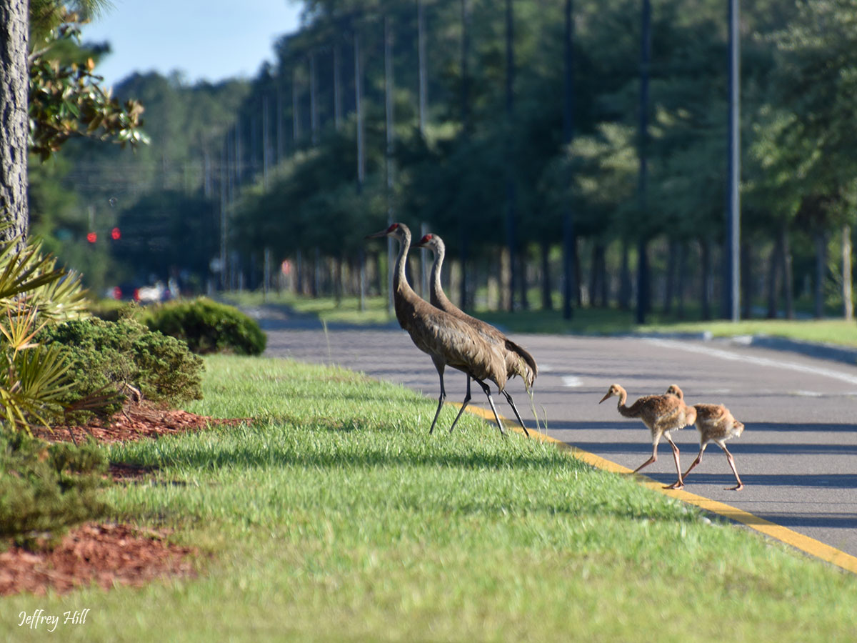 Photo of Sandhill Crane family crossing New World Avenue by Jeffrey Hill