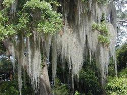 Spanish Moss unknown author