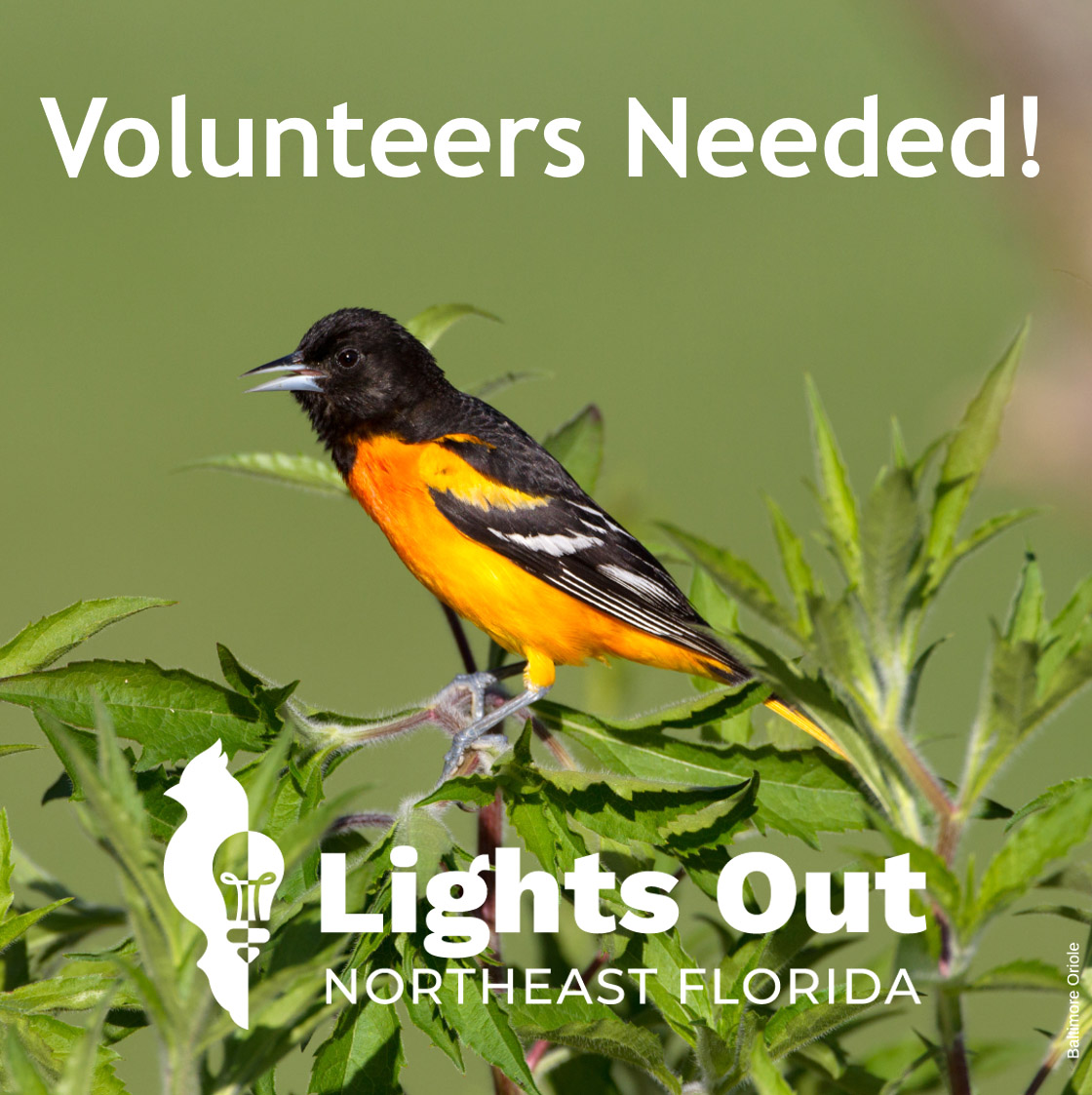 Volunteers Needed for LONF Baltimore Oriole