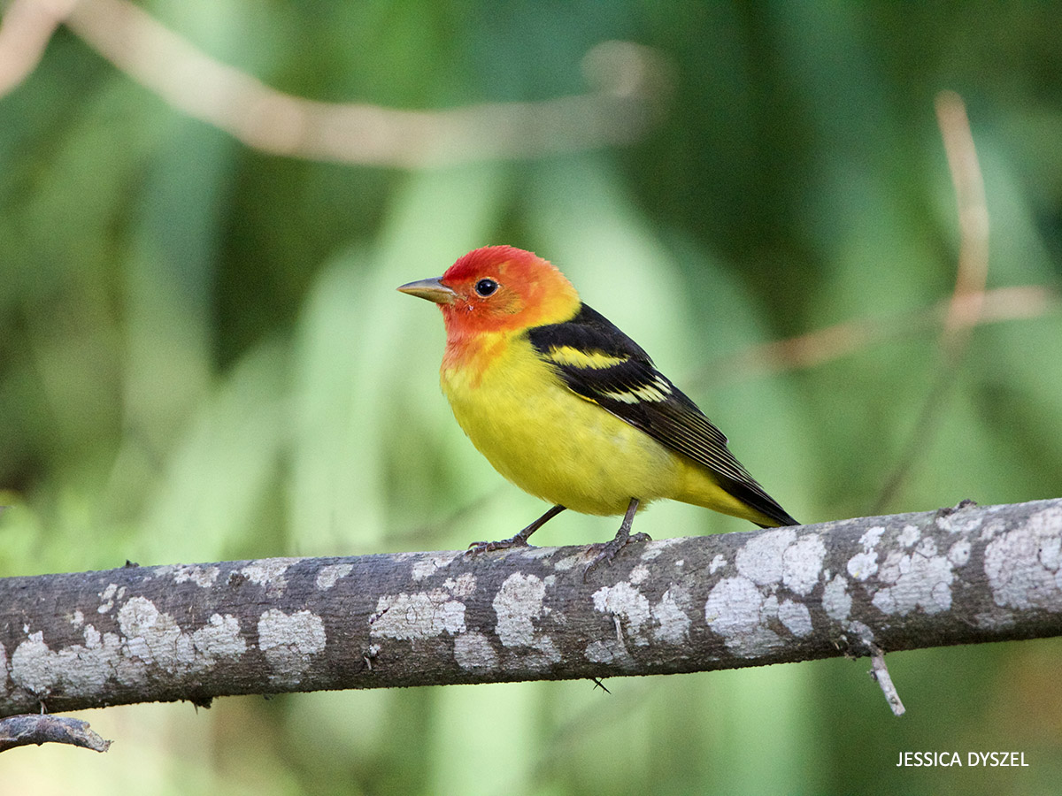 Western Tanager in Texas watermark Jessica Dyszel 20230412