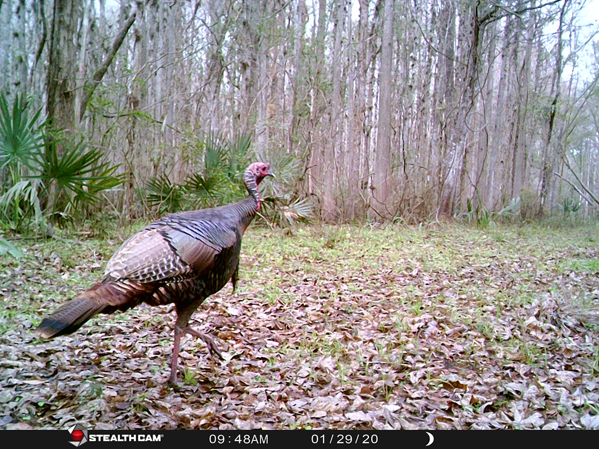 Wild Turkey Crosby Trail Cam 20200129 STC 0004