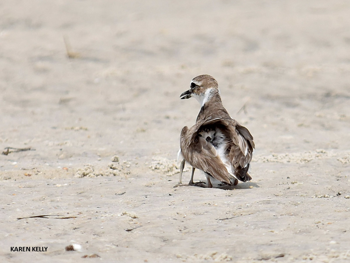 Wilsons Plover Huguenot by Karen Kelly 4X3