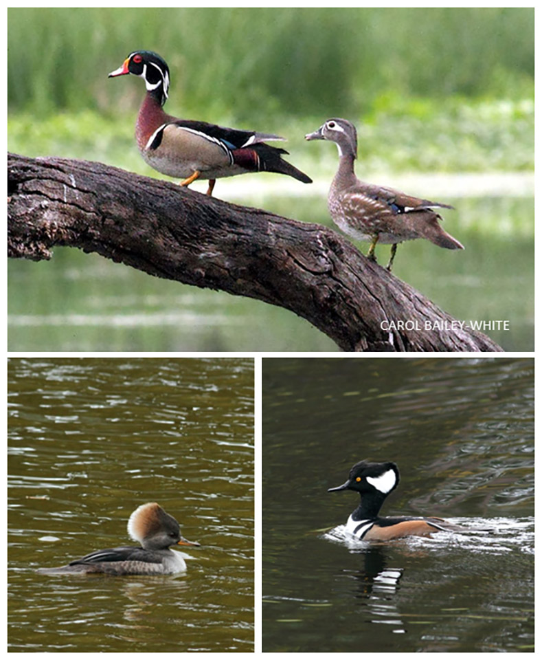 Wood Duck and Hooded Merganser Male and Female
