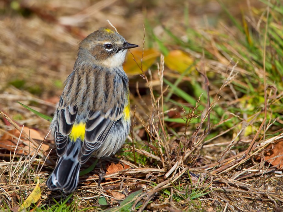 Yellow rumped Warbler Creative Commons Unknown Author CC BY NC ND