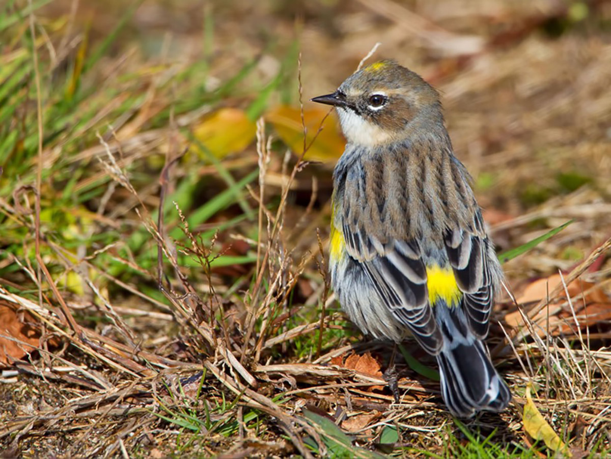 Yellow rumped Warbler Creative Commons Unknown Author CC BY NC ND flipped