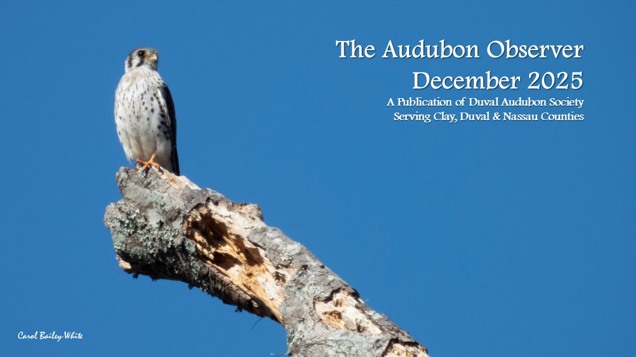 2025 Dec Observer Banner