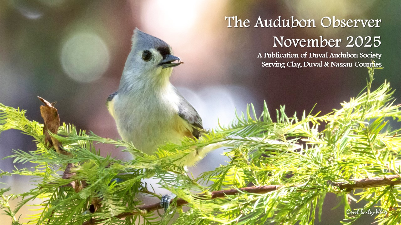 Thumbnail of November 2025 Audubon Observer banner image featuring photo of Tufted Titmouse by Carol Bailey-White 2025 Nov Observer Banner