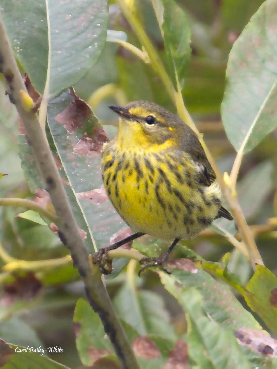 Cape May Warbler watermark CBW 20190917 7DC 6947