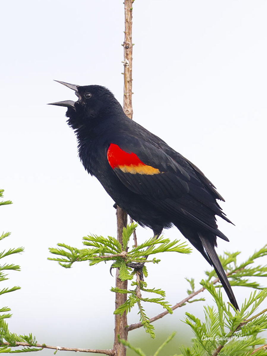Red winged Blackbird crop watermark CBW 20180407 7DC 4417