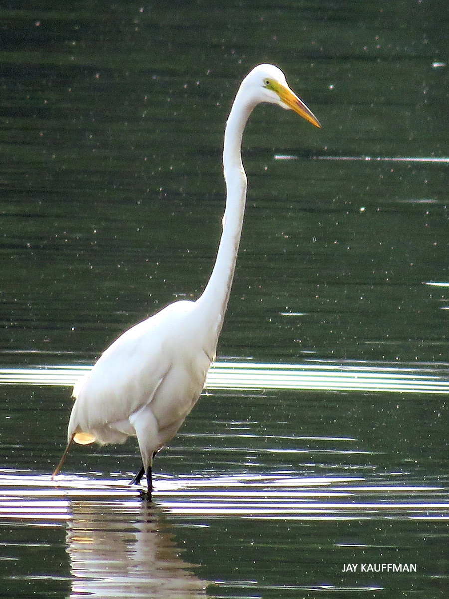 Photo of Great Egret by Jay Kauffman