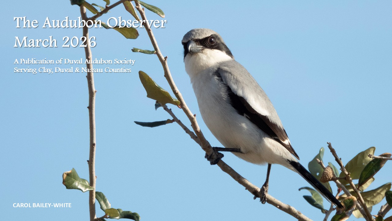 March 2026 Audubon Observer banner featuring photo of Loggerhead Shrike by Carol Bailey-White