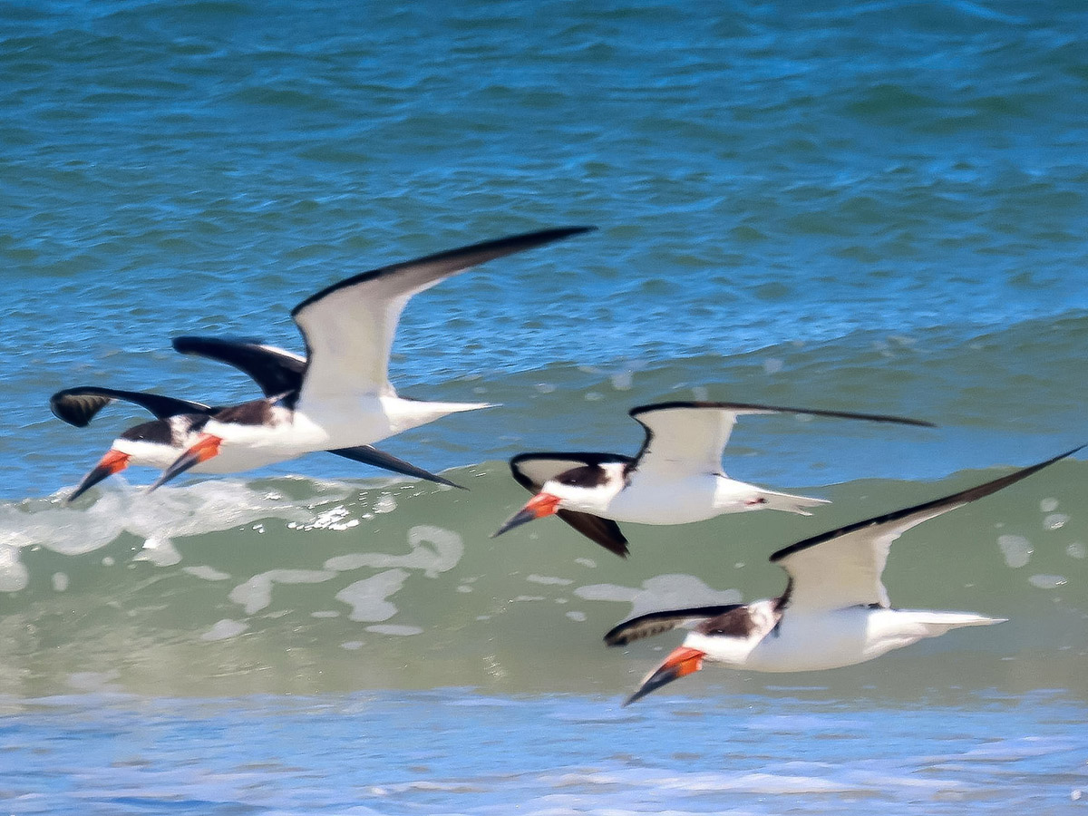 Black Skimmers at Huguenot Memorial Park by Jay Kauffman