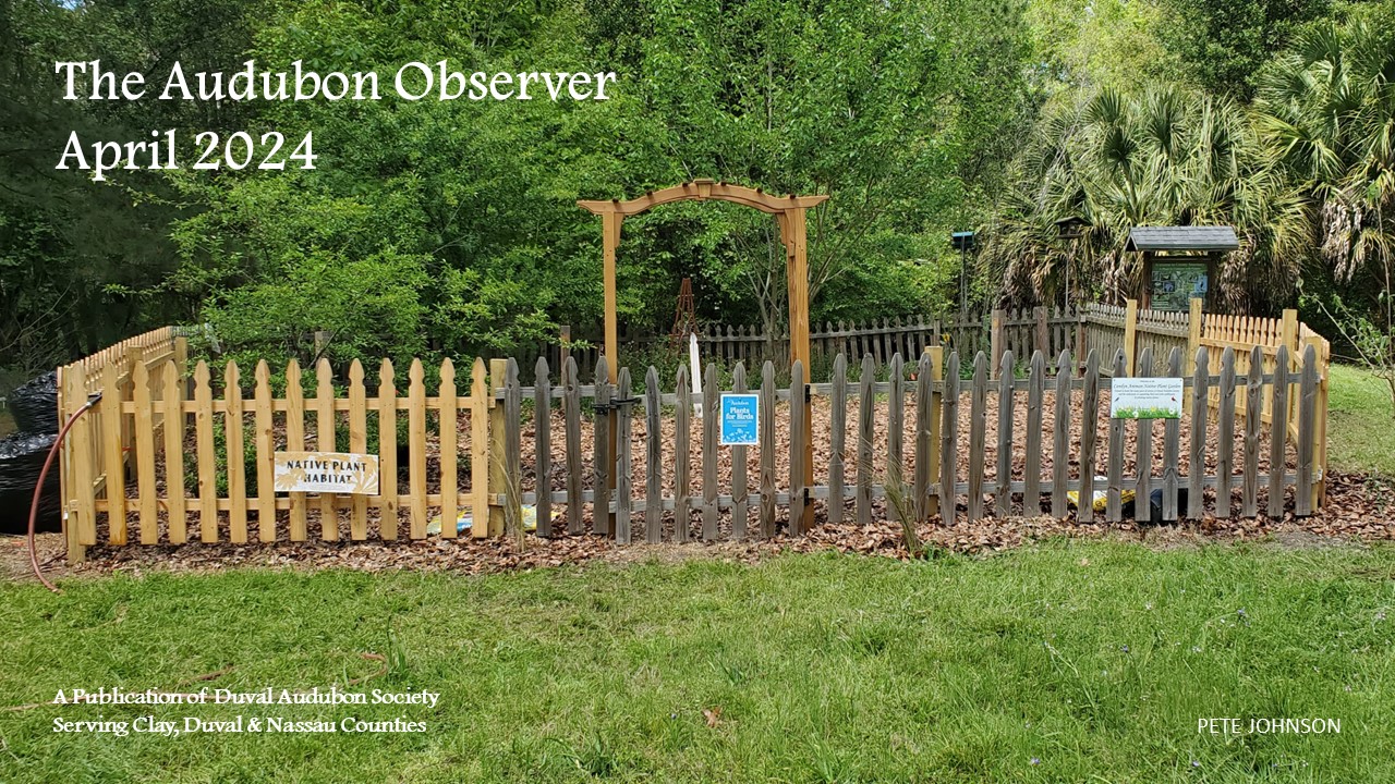 April 2024 Audubon Observer banner image featuring photo of Crosby Sanctuary Native Garden by Pete Johnson
