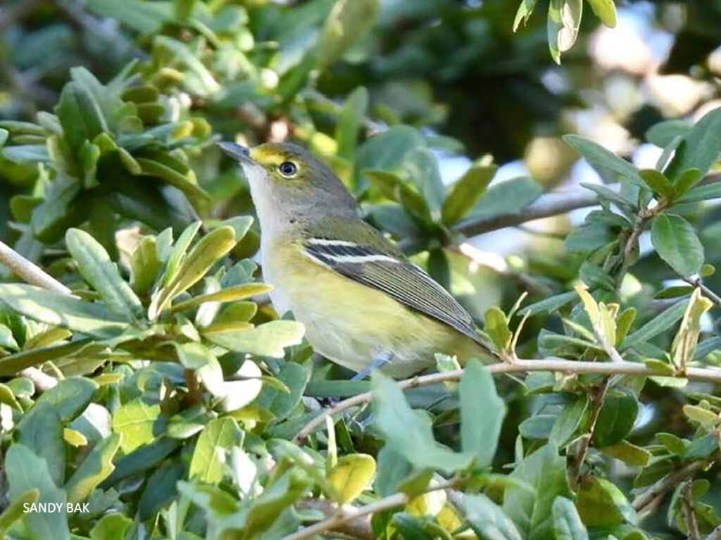 Photo of White-eyed Vireo by Sandy Bak
