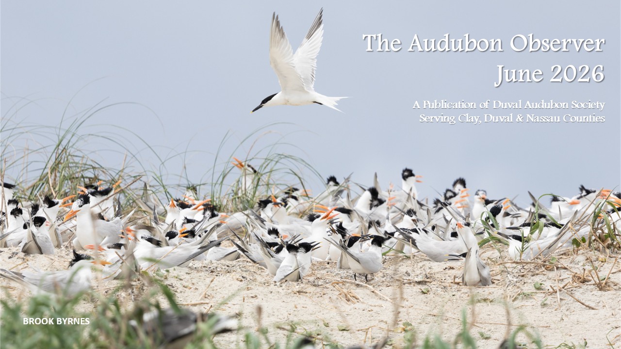 June 2026 Audubon Observer banner image featuring photo of Sandwich and Royal Terns by Brook Byrnes