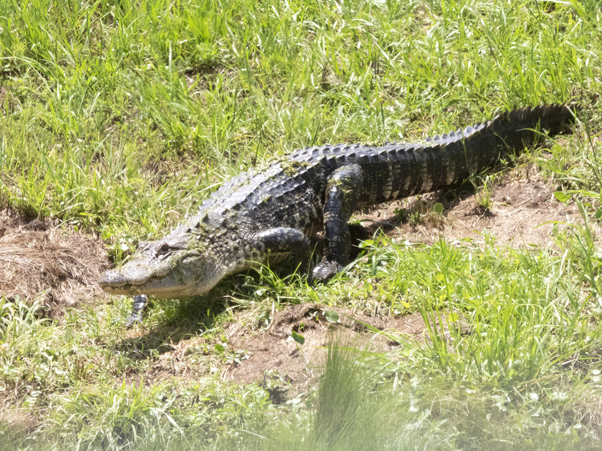 Photo of American Alligator