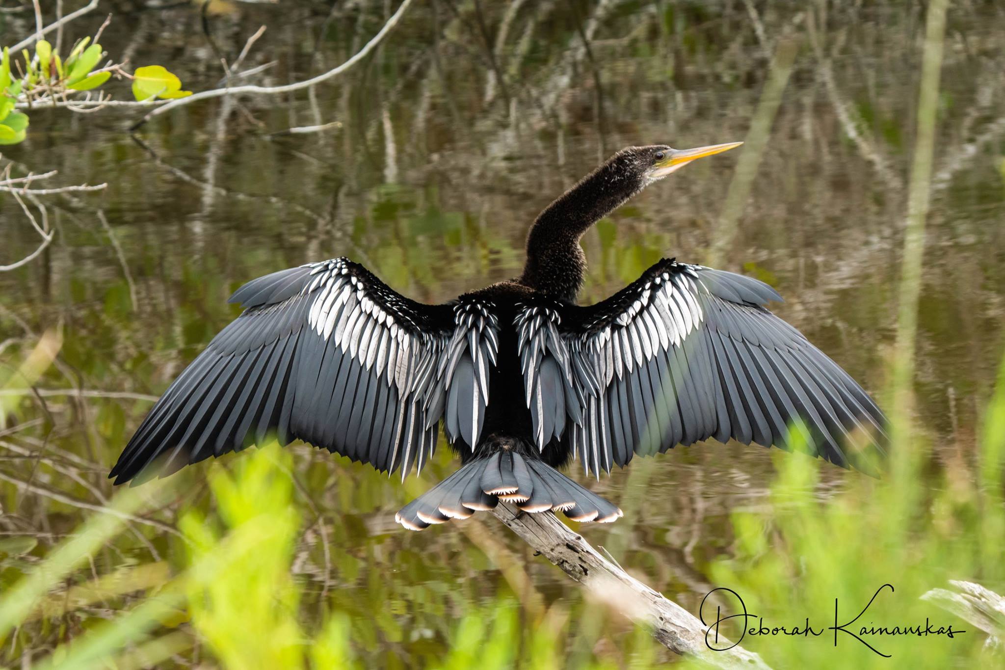 Photo of Anhinga by Deborah Kainauskas