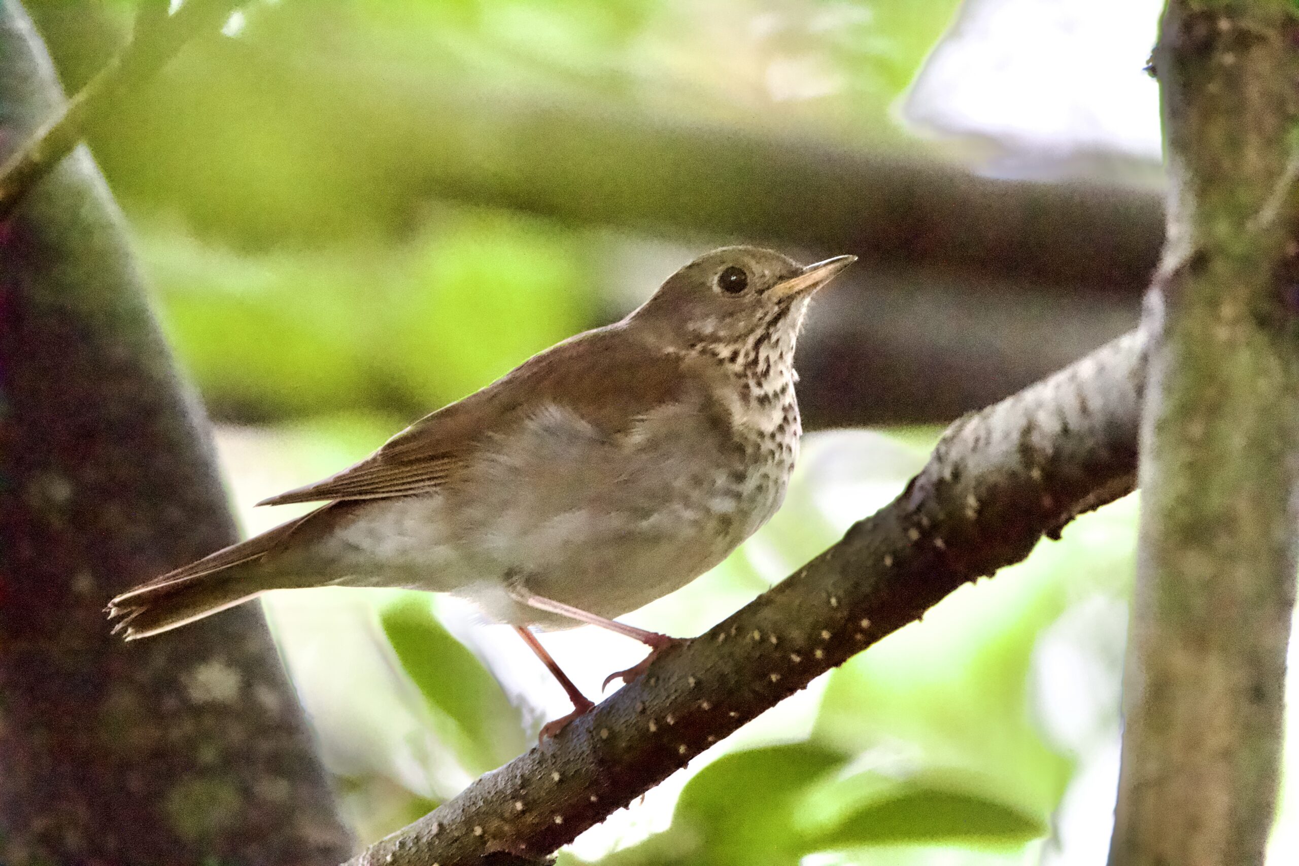 Photo of Bicknell's Thrush by Jessica Dyszel