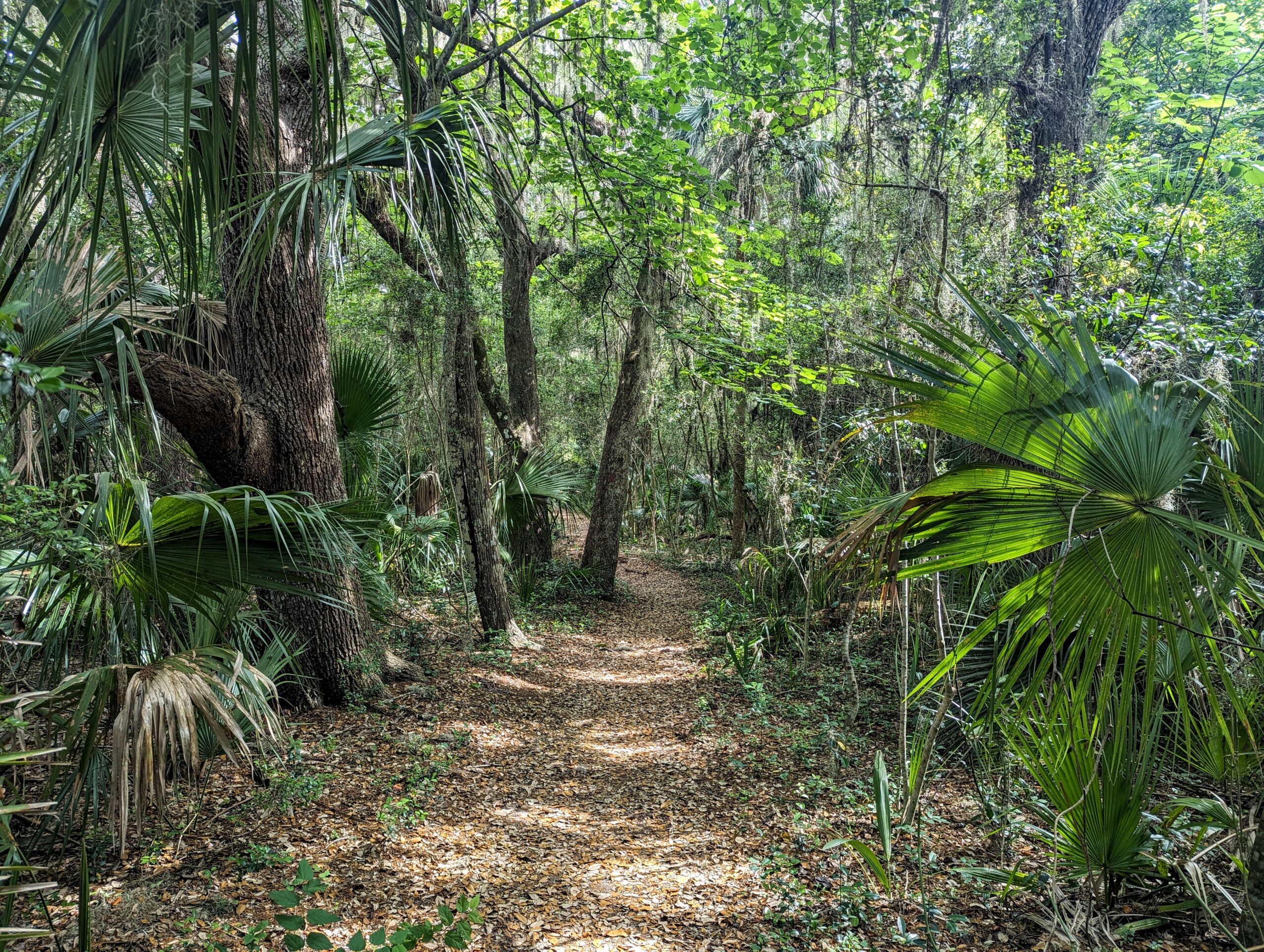 Photo of Hanna Park trail by Carol Bailey-White
