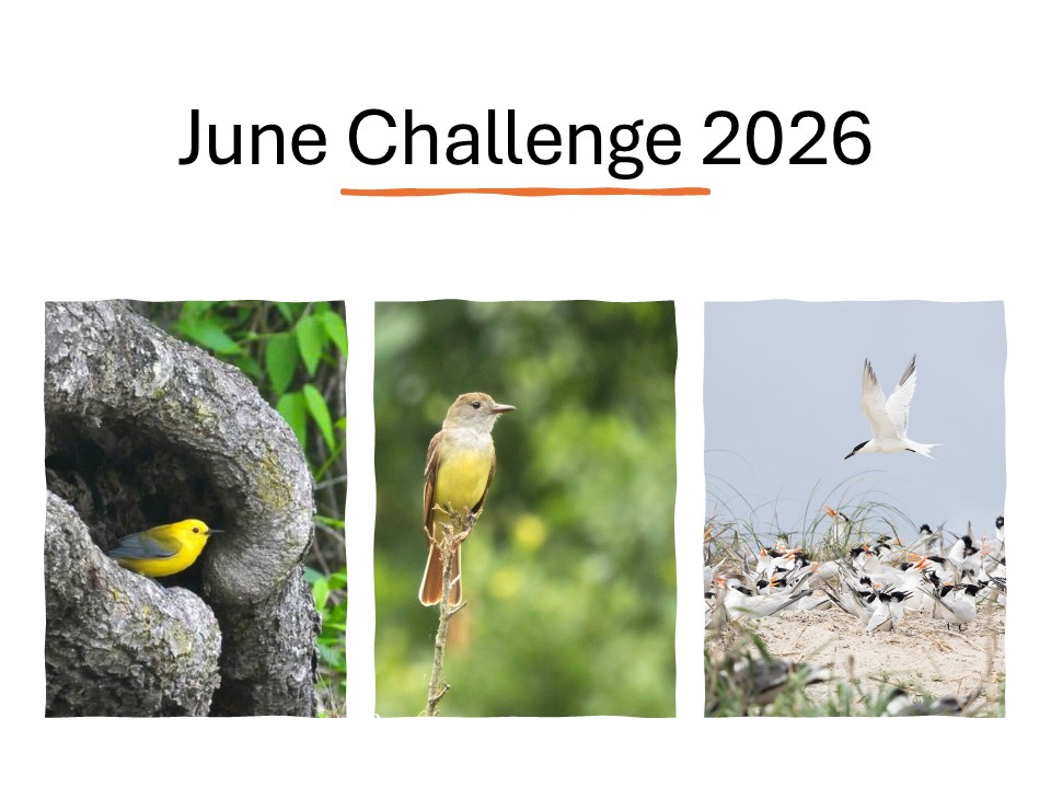 Graphic for June Challenge 2026