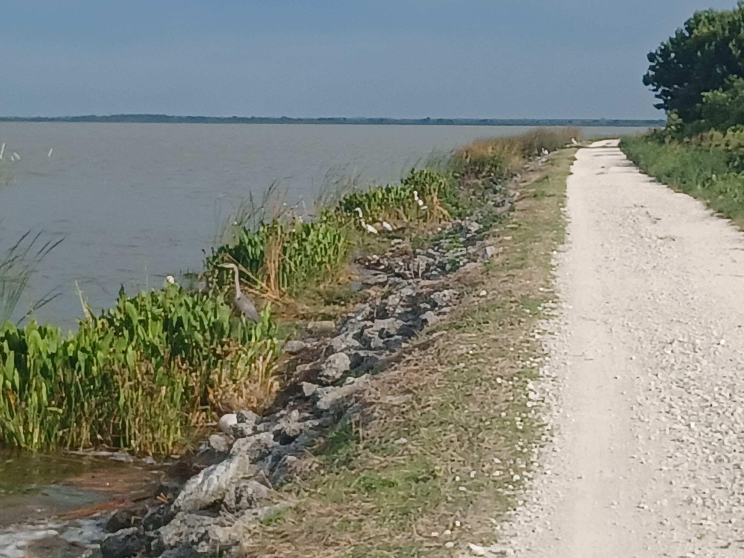 Photo of Lake Apopka Wildlife Drive by Randy Reagor