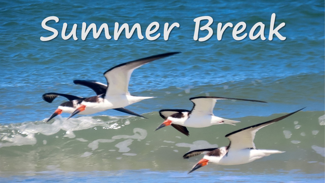 Summer Break graphic featuring photo of Black Skimmers by Jay Kauffman